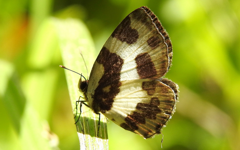 Butterflies